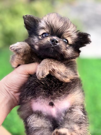 ปอมผสมชิวาว่า