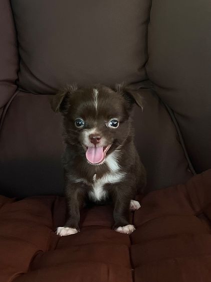ชิวาวา (Chihuahua) เล็ก ชิวาว่า แท้ขนยาว น่ารัก