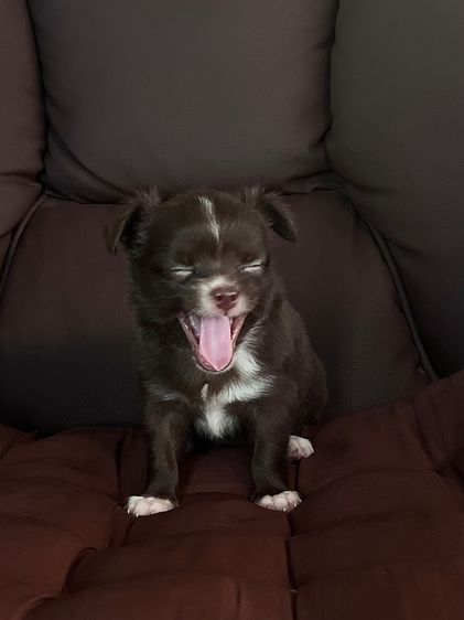 ชิวาว่า แท้ขนยาว น่ารัก รูปที่ 3