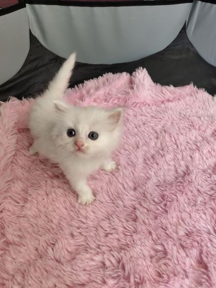 แมวเปอร์เซีย รูปที่ 7