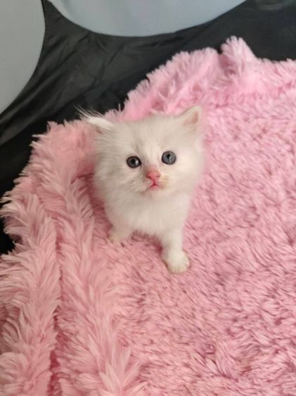 แมวเปอร์เซีย รูปที่ 3