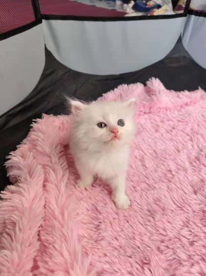 แมวเปอร์เซีย รูปที่ 2