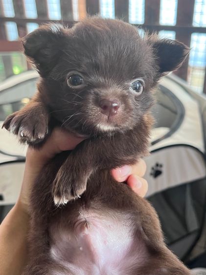 🐾ชิวาว่าแท้ขนยาวน่ารัก เพศผู้ สีดำ🐾 รูปที่ 2