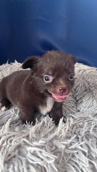 🐾ชิวาว่าแท้ขนยาวน่ารัก เพศผู้ สีดำ🐾