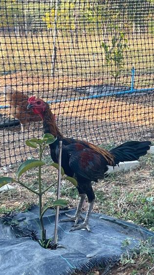 ไก่ชน ไก่ไข่ รูปที่ 2
