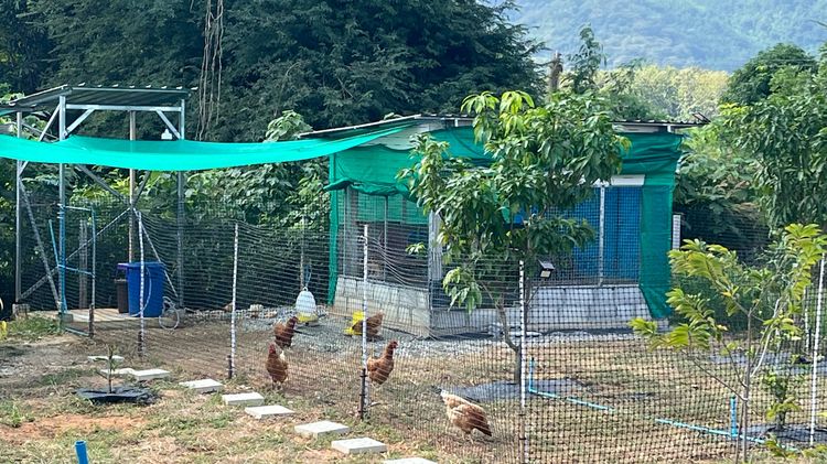 ไก่ชน ไก่ไข่ รูปที่ 3
