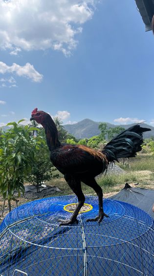 ไก่ชน ไก่ไข่