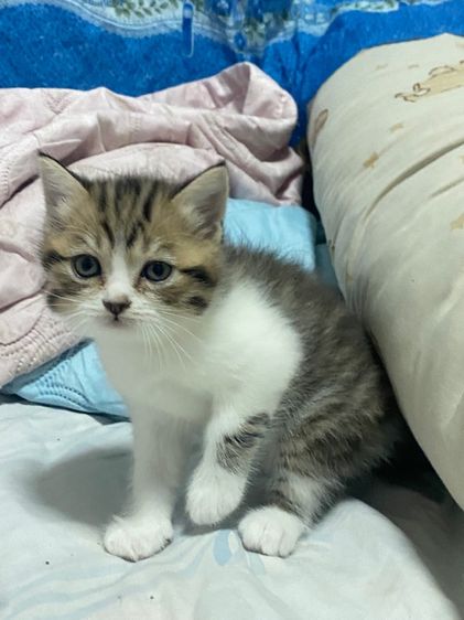 แมวสก๊อตเพศชาย  รูปที่ 4