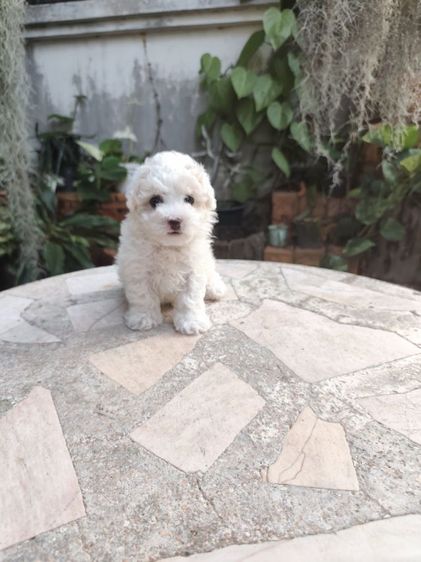 พุดเดิ้ลทอยเพศผู้จังหวัดอุดรธานี รูปที่ 2