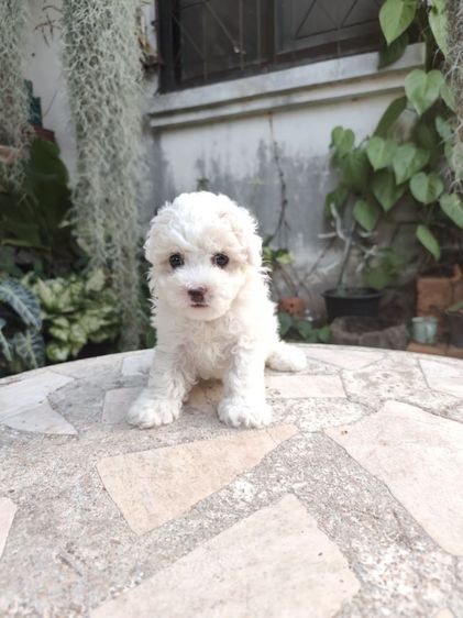 พุดเดิ้ลทอยเพศผู้จังหวัดอุดรธานี รูปที่ 9