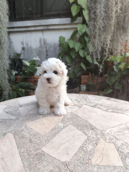 พุดเดิ้ลทอยเพศผู้จังหวัดอุดรธานี รูปที่ 6