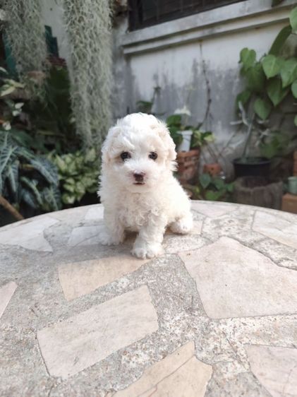 พุดเดิ้ลทอยเพศผู้จังหวัดอุดรธานี รูปที่ 12