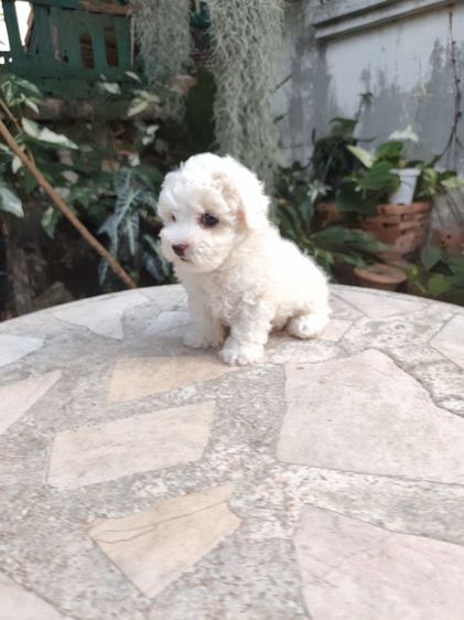 พุดเดิ้ลทอยเพศผู้จังหวัดอุดรธานี รูปที่ 11