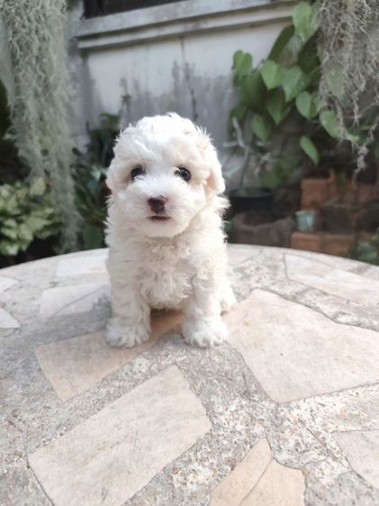 พุดเดิ้ลทอยเพศผู้จังหวัดอุดรธานี