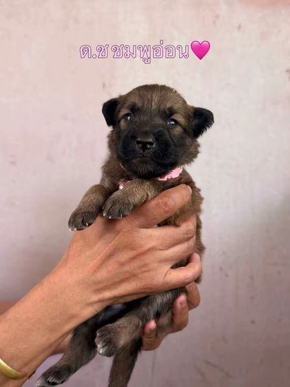 ลูกเยอรมันเชพเพิร์ดผสม รูปที่ 10