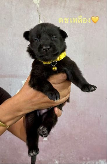 ลูกเยอรมันเชพเพิร์ดผสม รูปที่ 3