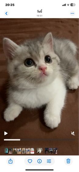 สก็อตติชตัวเมีย  รูปที่ 2