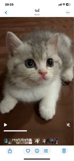 สก็อตติชตัวเมีย 