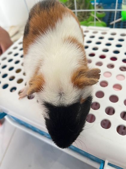 หนูแก๊สบี้