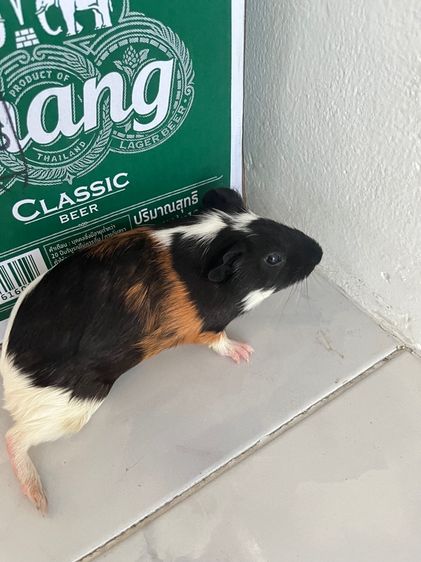 หนูแก๊สบี้ รูปที่ 4