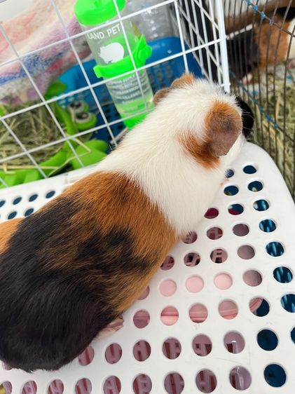 หนูแก๊สบี้ รูปที่ 2