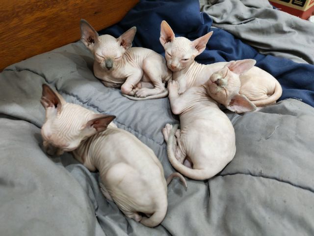 แมวสฟิงซ์ เพศ เมีย อายุ 2 เดือน รูปที่ 5