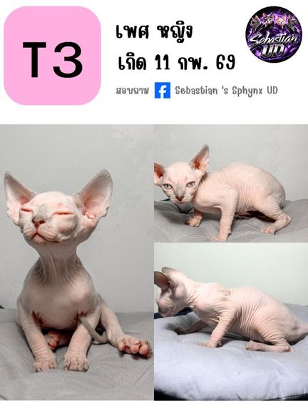 แมวสฟิงซ์ เพศ เมีย อายุ 2 เดือน รูปที่ 6