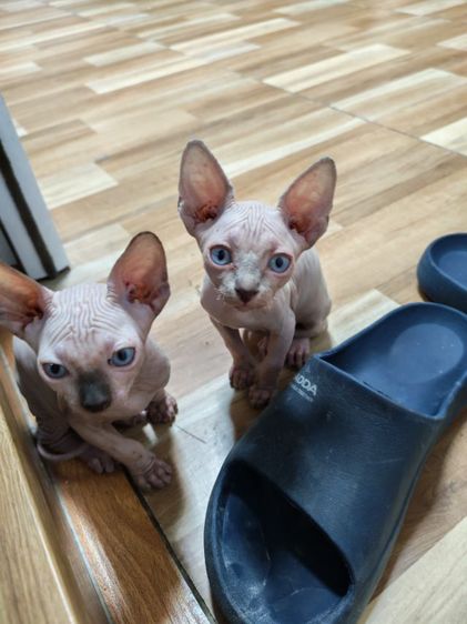 แมวสฟิงซ์ เพศ เมีย อายุ 2 เดือน รูปที่ 4