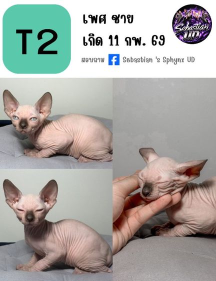 แมวสฟิงซ์ เพศ เมีย อายุ 2 เดือน รูปที่ 8
