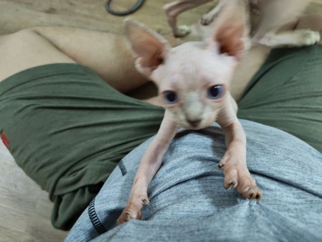 แมวสฟิงซ์ เพศ เมีย อายุ 2 เดือน