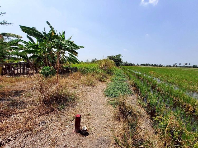 ขายด่วนที่ดินตรงข้ามองค์การบริหารตำบลบ่อเงิน 40 ตรว ติดถนนสาธารณะ ถมแล้ว ต.บ่อเงิน อ.ลาดหลุมแก้ว จ.ปทุมธานี รูปที่ 2