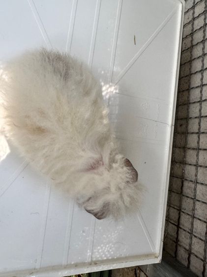 ลูกหนูแกสบี้ ผู้ มาริโน่ รูปที่ 3