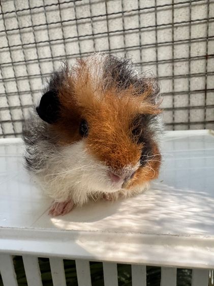 ลูกหนูแกสบี้ ผู้ มาริโน่