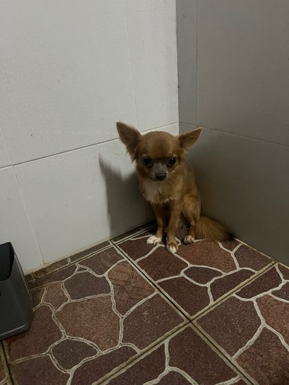 เล็ก ชิวาวา (Chihuahua) สุนัข