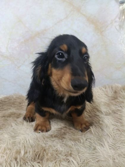 ดัชชุน (Dachshund) กลาง ดัชชุน ขนยาว