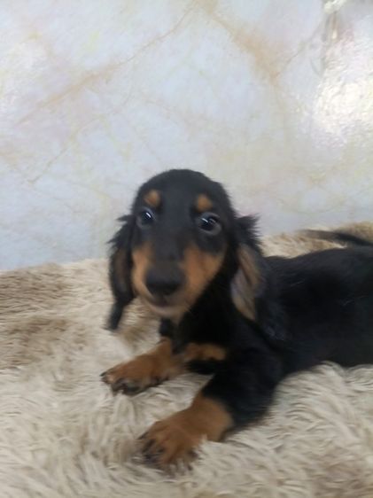 ดัชชุน ขนยาว รูปที่ 6