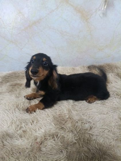 ดัชชุน ขนยาว รูปที่ 7