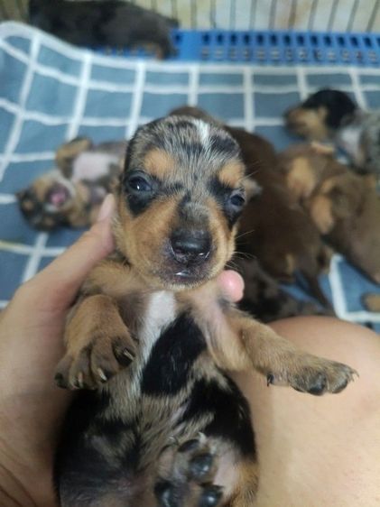 ดัชชุน เมอร์ รูปที่ 3