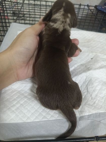 ดัชชุน เมอร์ รูปที่ 9