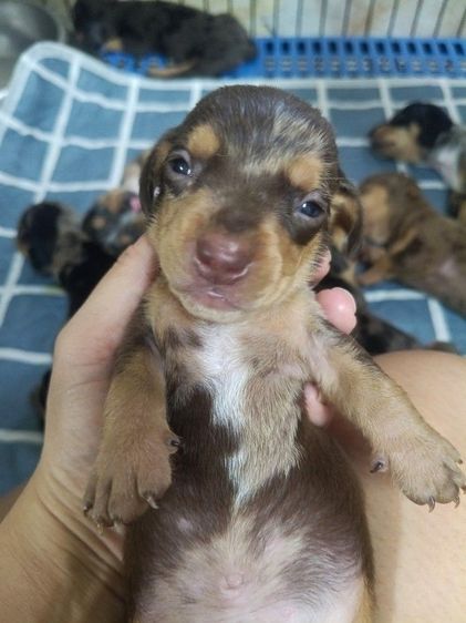 ดัชชุน เมอร์ รูปที่ 2