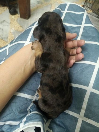 ดัชชุน เมอร์ รูปที่ 4