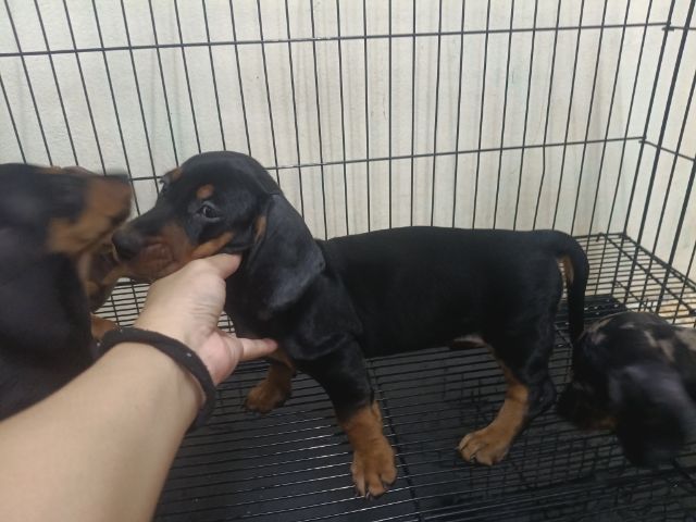 ดัชชุนดำ รูปที่ 4