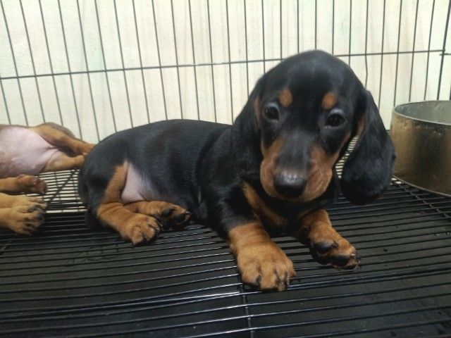 ดัชชุน (Dachshund) กลาง ดัชชุนดำ
