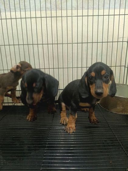 ดัชชุนดำ รูปที่ 7