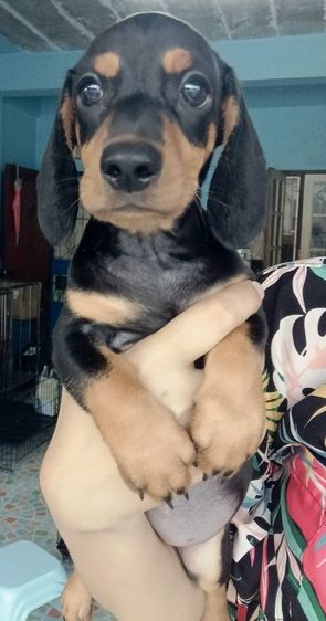 ดัชชุนดำ รูปที่ 3