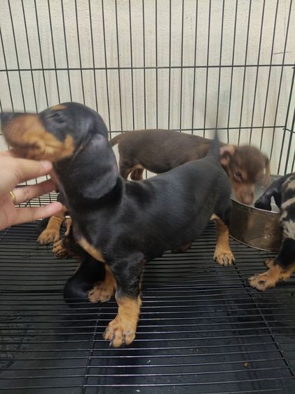 ดัชชุนดำ รูปที่ 6