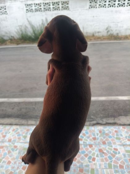 ดัชชุน ช็อค รูปที่ 4