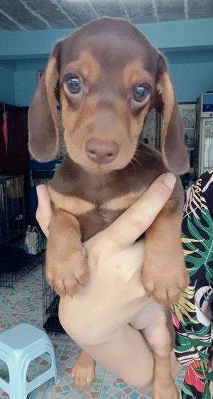 ดัชชุน (Dachshund) กลาง ดัชชุน ช็อค