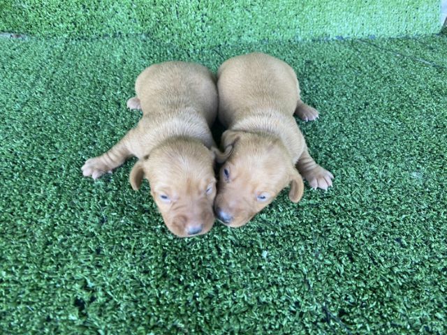 ดัชชุน แรบบิท รูปที่ 2