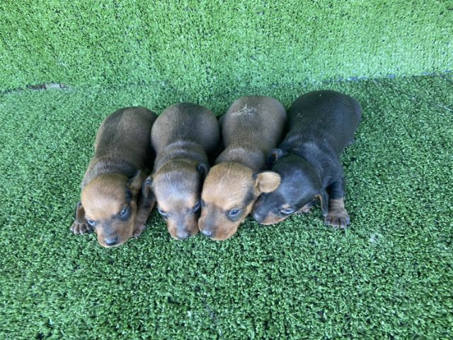 ดัชชุน แรบบิท รูปที่ 3